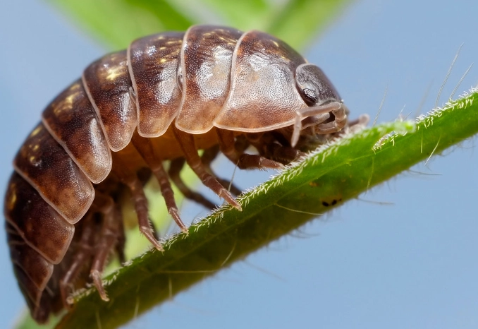 garden isopods