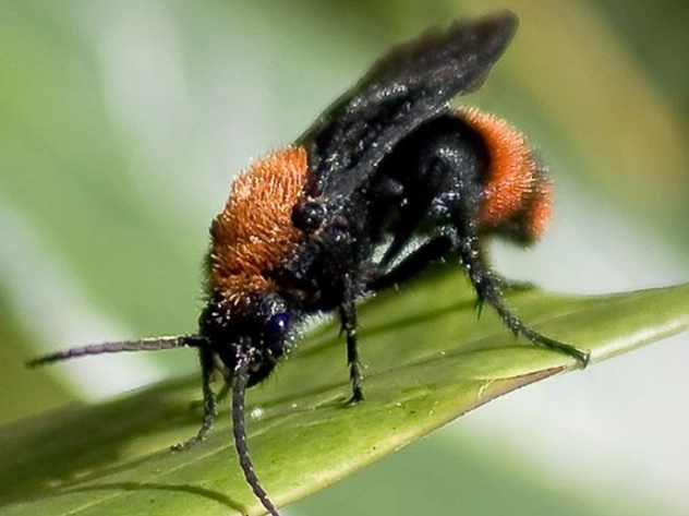 how to get rid of fuzzy ants