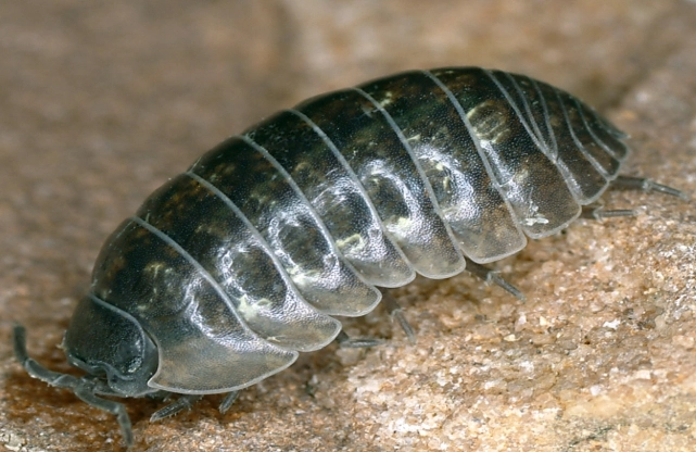 woodlouse control