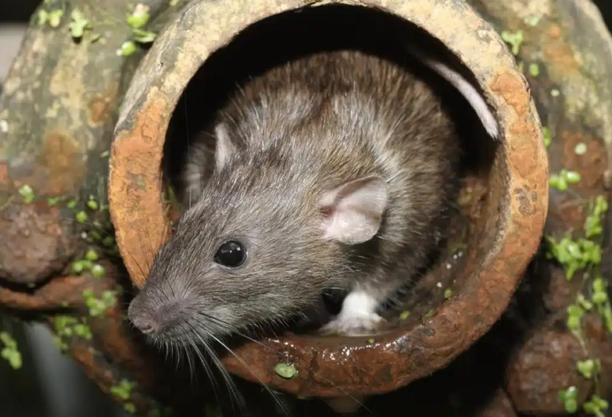 sewer rat control