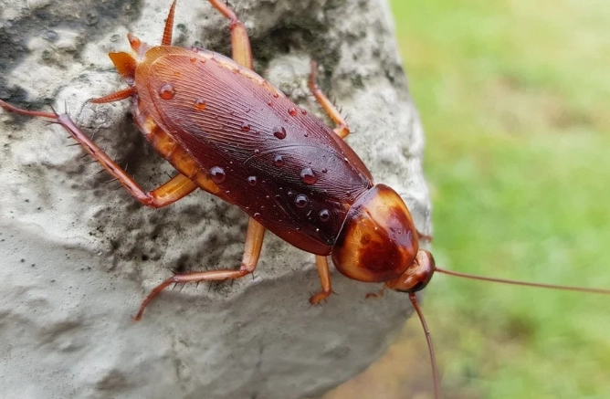 how to get rid of palmetto bugs