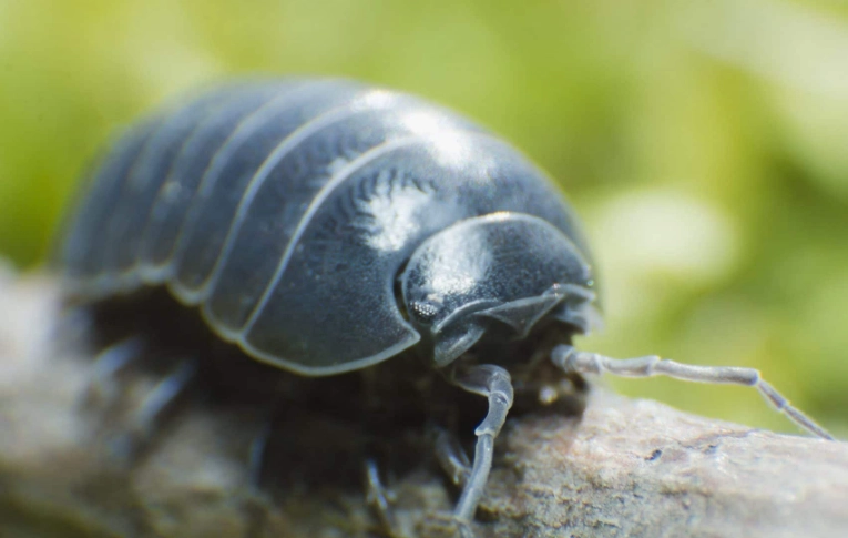 are rollie pollies harmful
