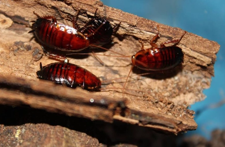 palmetto bug vs cockroach