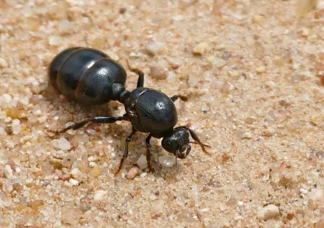 thief ants vs pharaoh ants thief ants vs pharaoh ants