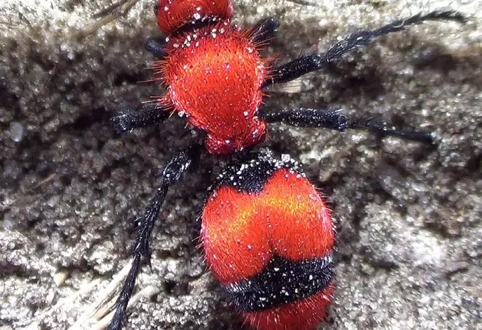 fuzzy ant identification