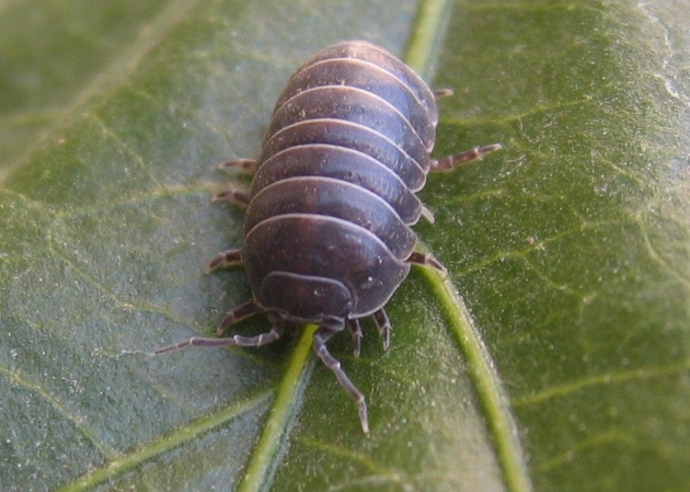 are rollie pollies harmful