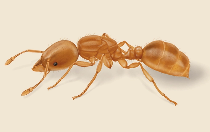 thief ants identification thief ants identification