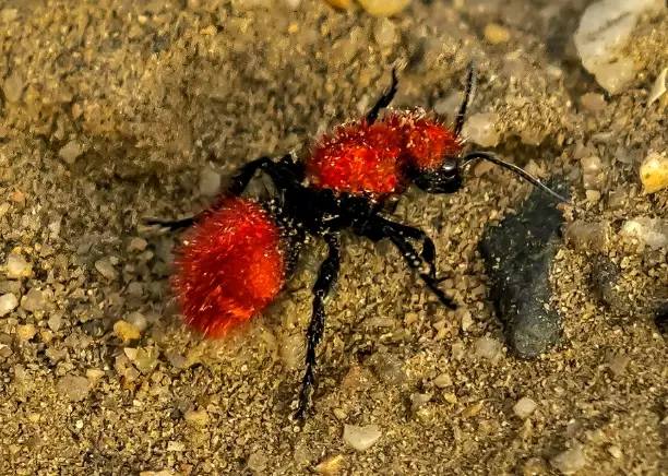 red fuzzy ants