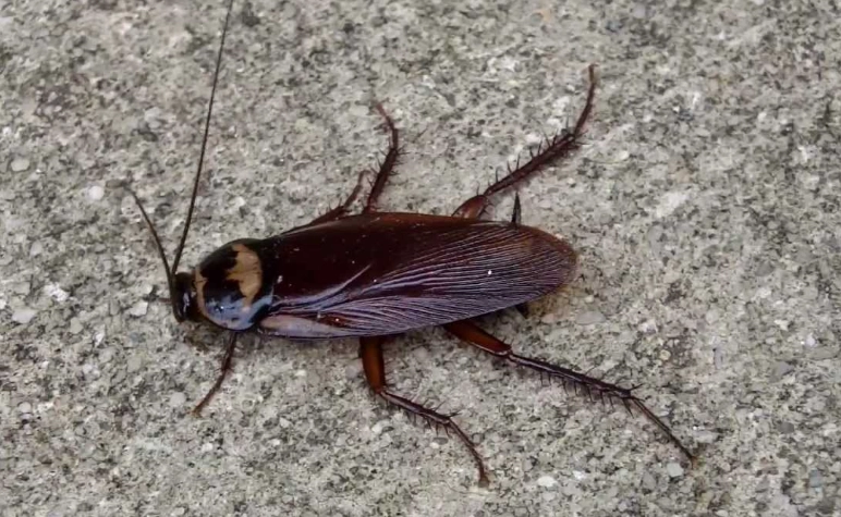 how to get rid of palmetto bugs