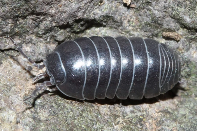 how to get rid of pill bugs