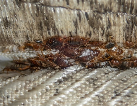 how do bed bugs spread