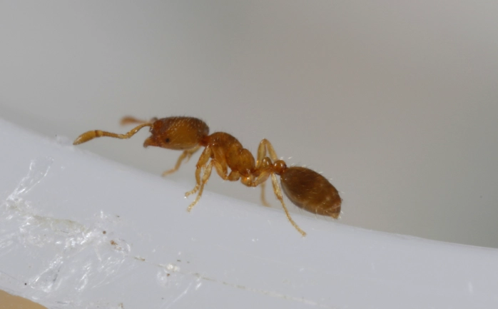 thief ants vs pharaoh ants thief ants vs pharaoh ants