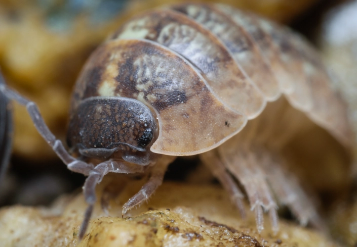 are rollie pollies harmful
