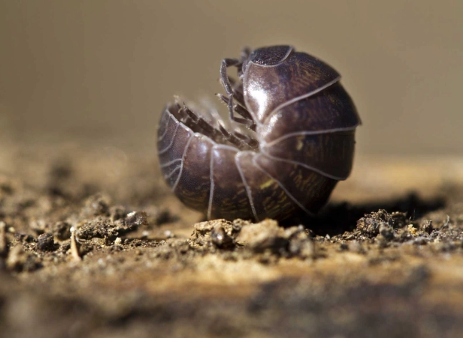 are rollie pollies harmful