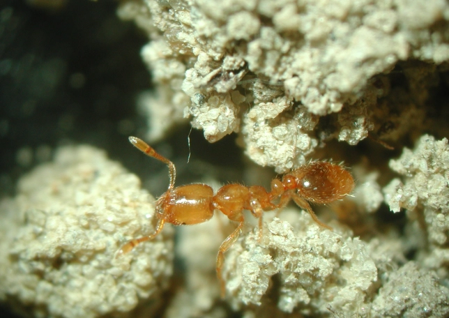 thief ants identification thief ants identification