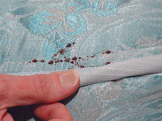 bed bug prevention tips