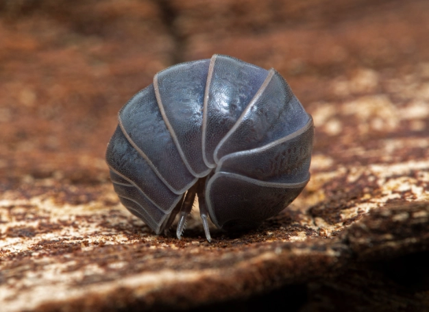 garden isopods