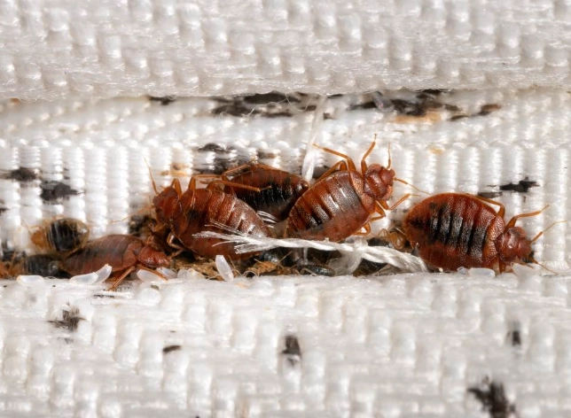how do bed bugs spread