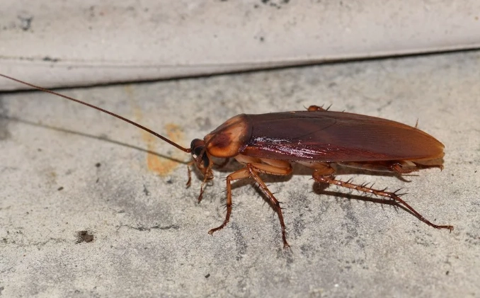 how to get rid of palmetto bugs