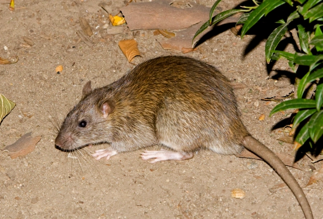 how to kill sewer rats