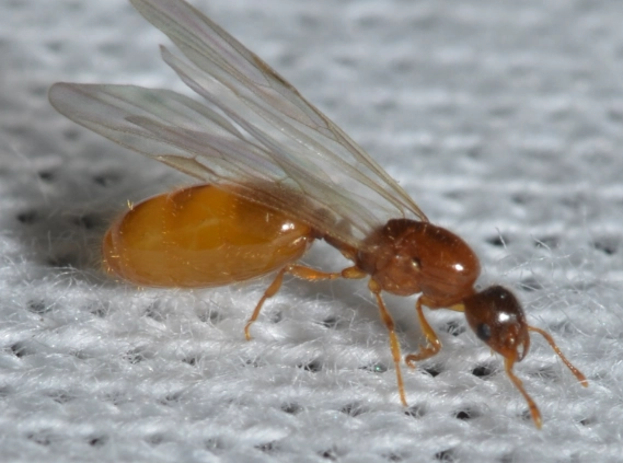 how to get rid of thief ants how to get rid of thief ants