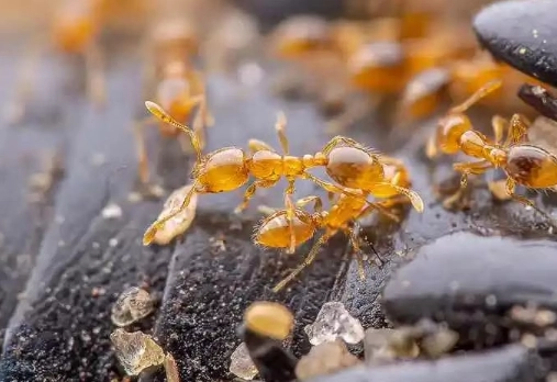 how to get rid of thief ants how to get rid of thief ants