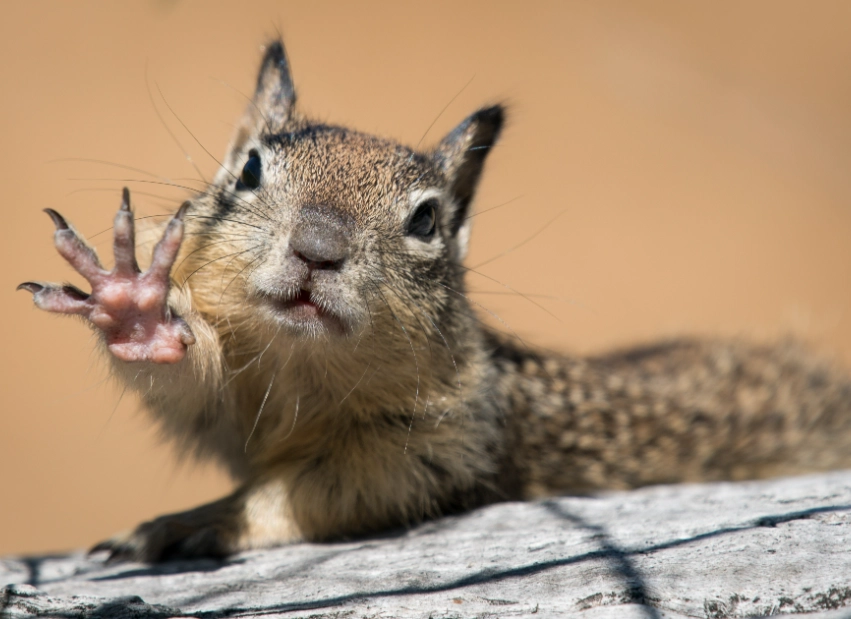 Squirrels: Complete Guide to Identification, Prevention, and Humane Control