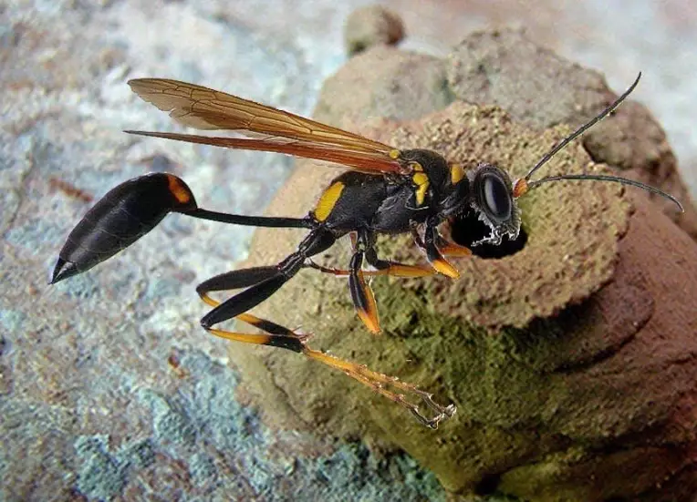 mud dauber nest