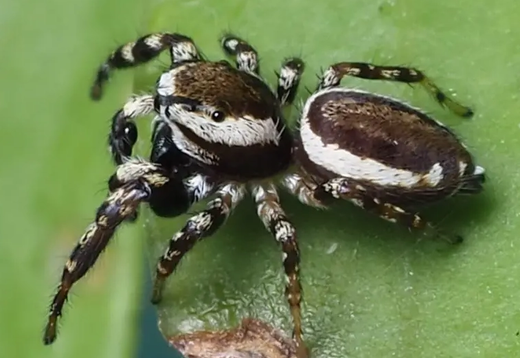 Black Spider with White Dots: Identification, Venom & Safety Guide