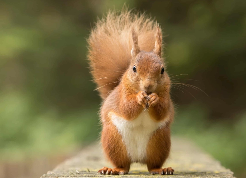 squirrel damage control