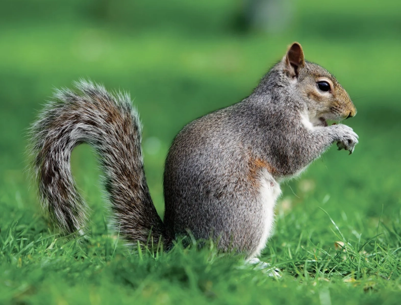 how to keep squirrels away