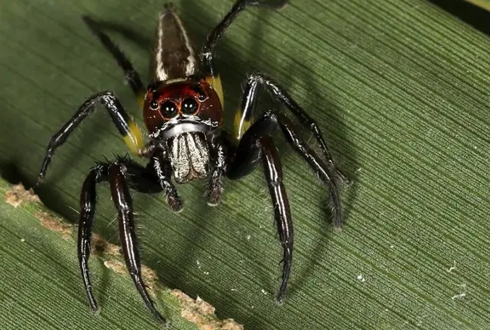 are black spiders with white dots poisonous