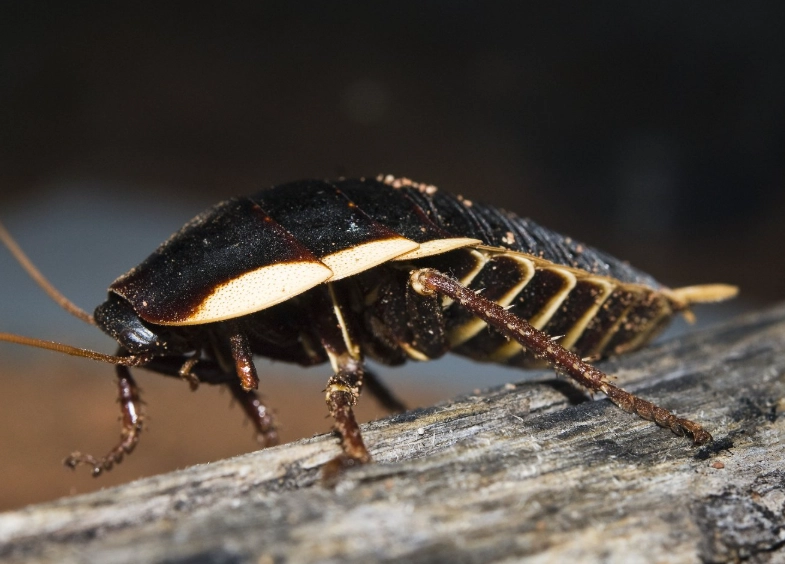 American cockroach