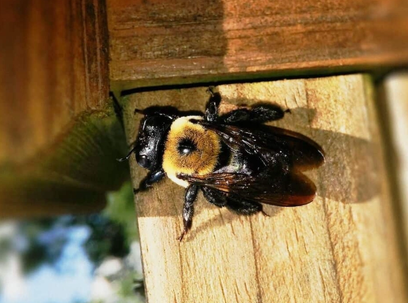 carpenter bees