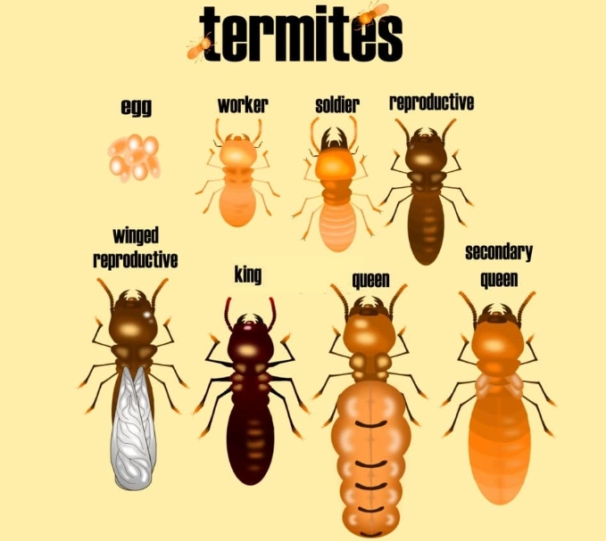 types of termites