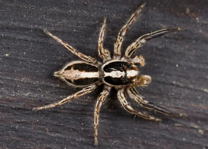 white spotted black spider