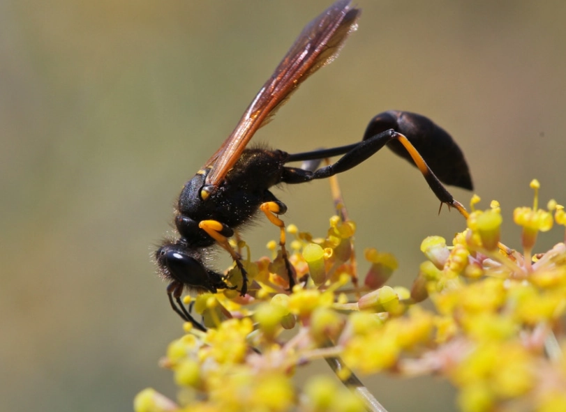 Dirt Dobber Wasp: Complete Guide to Identification & Control