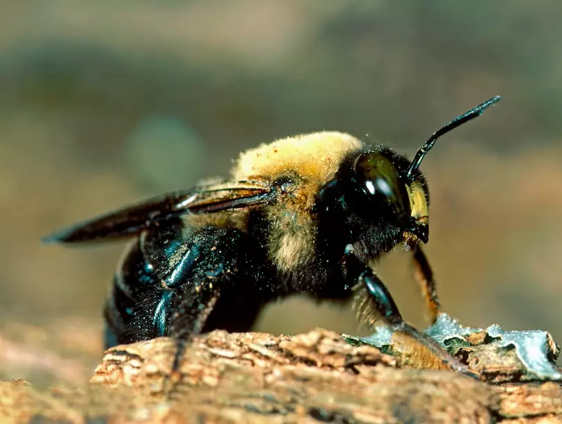 how to get rid of carpenter bees