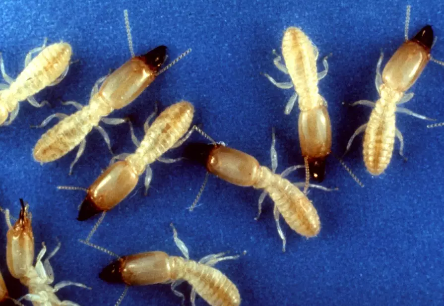 subterranean termites