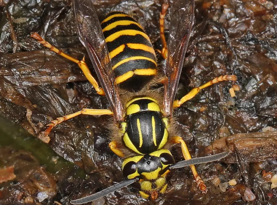 yellow jacket nest removal