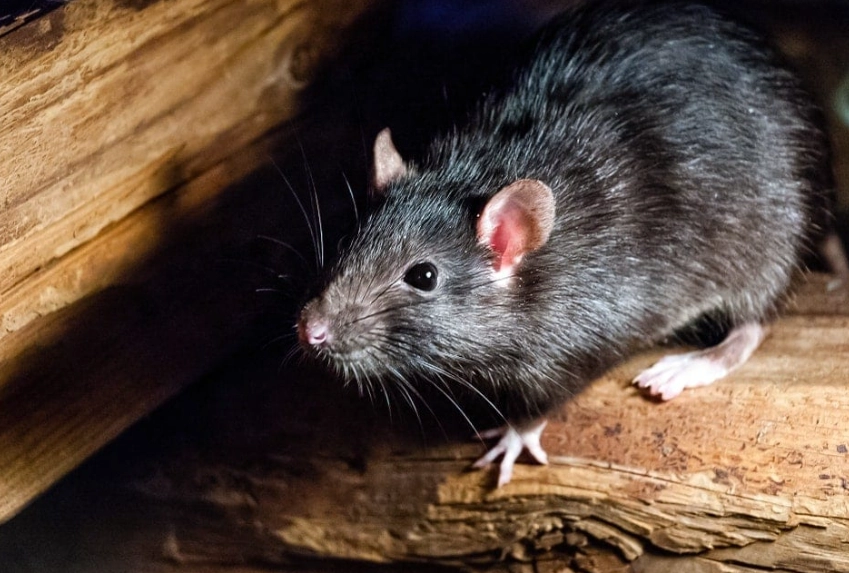 how to get rid of rats