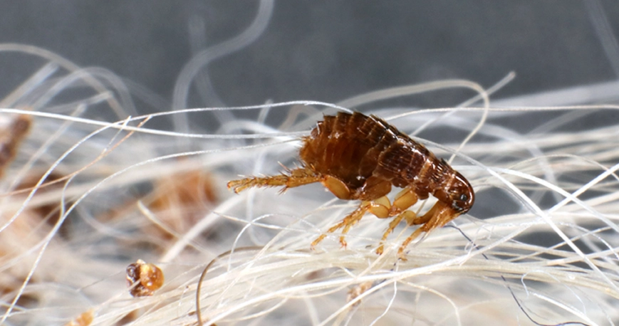 flea treatment for dogs