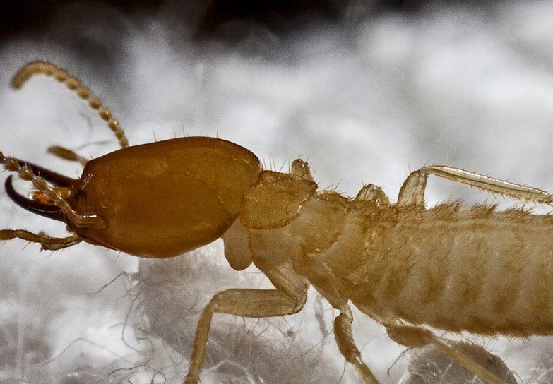 what do termites look like