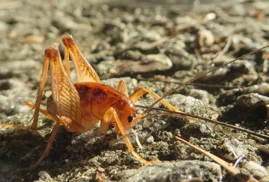 how to get rid of camel crickets