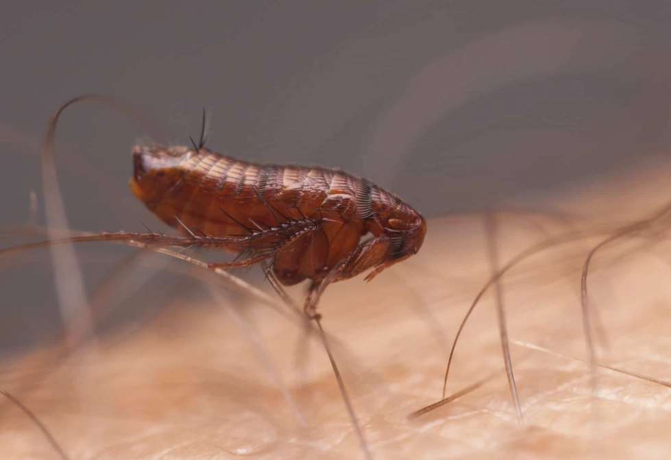 how to get rid of fleas