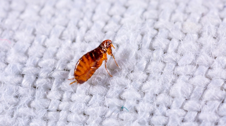 how to get rid of fleas