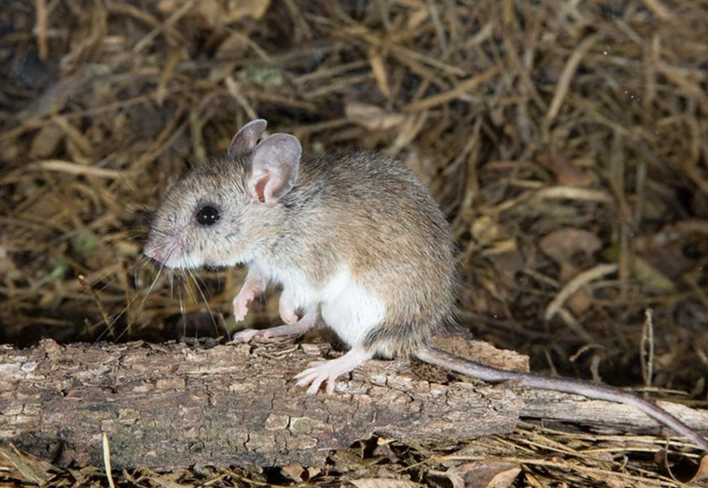 Peromyscus maniculatus