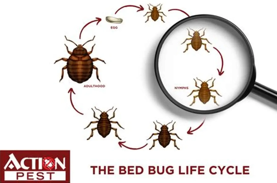 bed bug stages