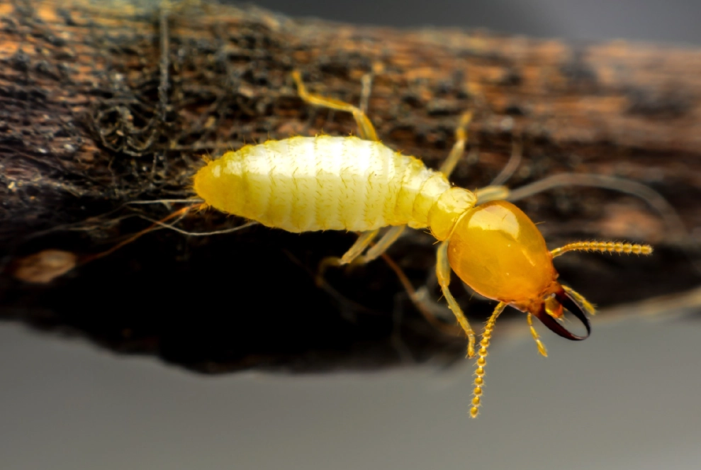 termite identification