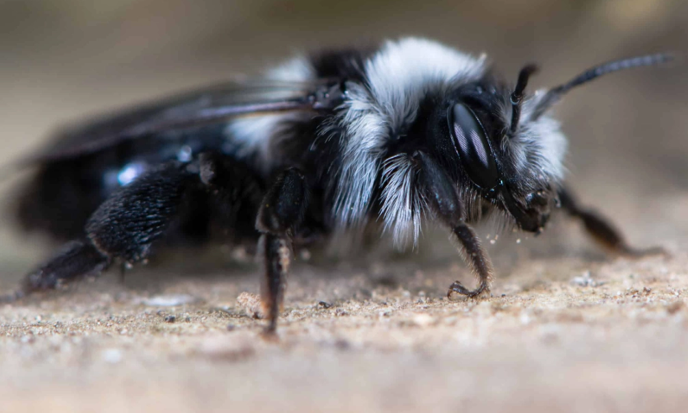 Black and White Bees: Your Ultimate Guide to Identification and Safety